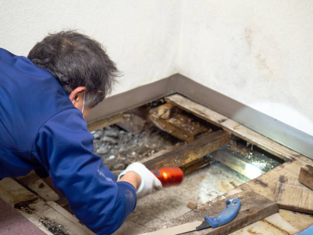 Best DIY Mold Remediation Support Services in Liverpool, NY