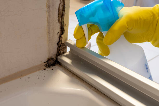 Best Mold Testing and Inspection Services in Liverpool, NY