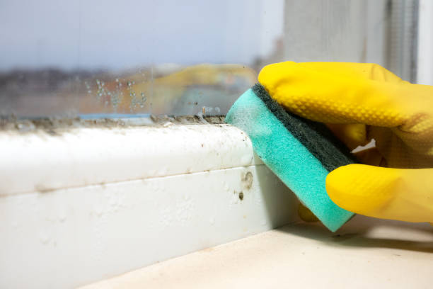 Professional Mold Remediation in Liverpool, NY