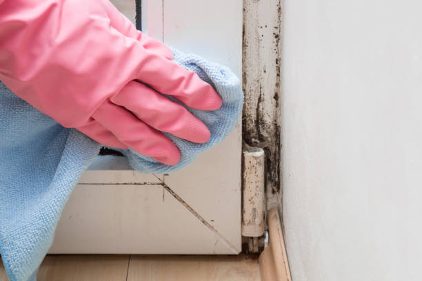 Best Attic Mold Remediation in Liverpool, NY